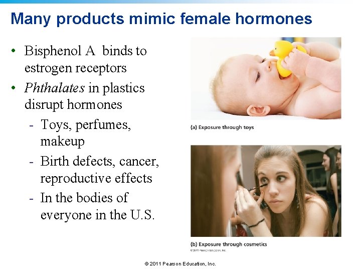 Many products mimic female hormones • Bisphenol A binds to estrogen receptors • Phthalates