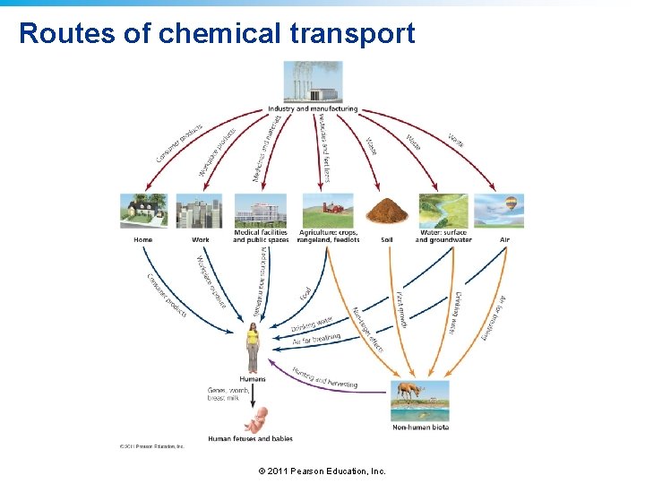 Routes of chemical transport © 2011 Pearson Education, Inc. 