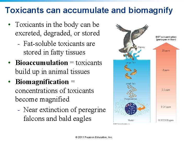 Toxicants can accumulate and biomagnify • Toxicants in the body can be excreted, degraded,