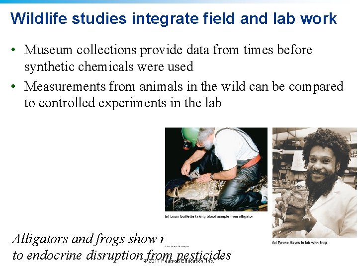 Wildlife studies integrate field and lab work • Museum collections provide data from times