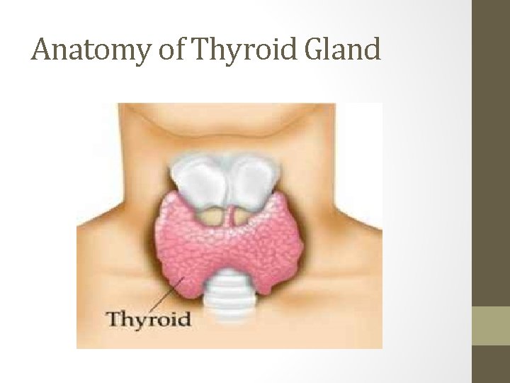Anatomy of Thyroid Gland 
