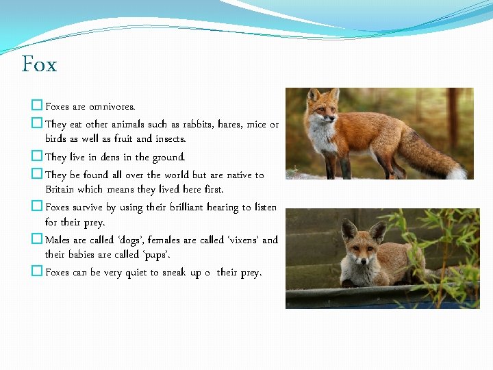 Fox �Foxes are omnivores. �They eat other animals such as rabbits, hares, mice or