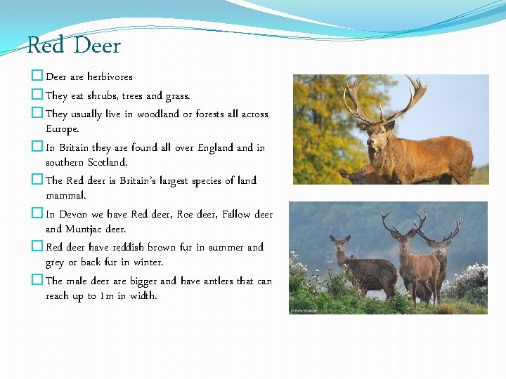 Red Deer �Deer are herbivores �They eat shrubs, trees and grass. �They usually live