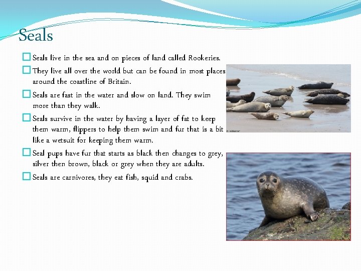 Seals �Seals live in the sea and on pieces of land called Rookeries. �They