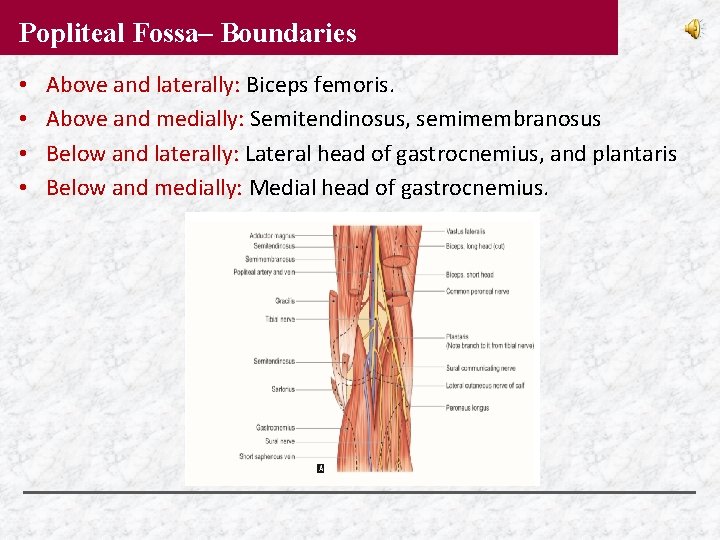 Popliteal Fossa– Boundaries • • Above and laterally: Biceps femoris. Above and medially: Semitendinosus,