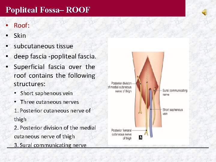 Popliteal Fossa– ROOF • • • Roof: Skin subcutaneous tissue deep fascia -popliteal fascia.