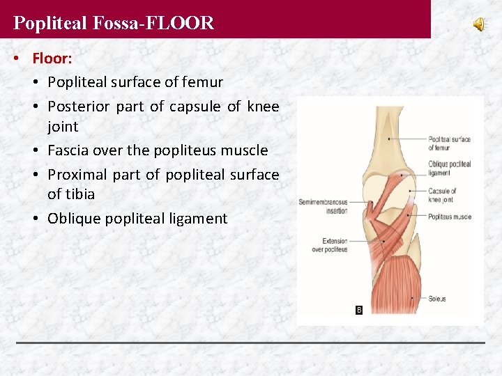 Popliteal Fossa-FLOOR • Floor: • Popliteal surface of femur • Posterior part of capsule