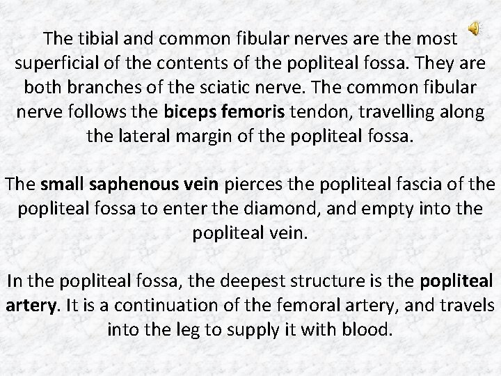 The tibial and common fibular nerves are the most superficial of the contents of