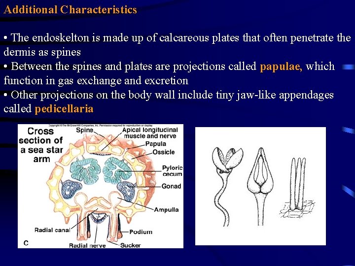 Additional Characteristics • The endoskelton is made up of calcareous plates that often penetrate Additional Characteristics • The endoskelton is made up of calcareous plates that often penetrate
