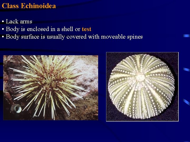 Class Echinoidea • Lack arms • Body is enclosed in a shell or test Class Echinoidea • Lack arms • Body is enclosed in a shell or test