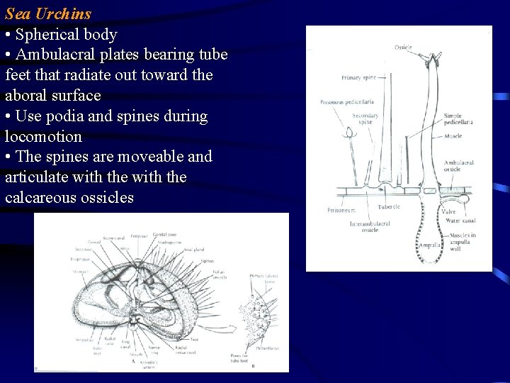 Sea Urchins • Spherical body • Ambulacral plates bearing tube feet that radiate out Sea Urchins • Spherical body • Ambulacral plates bearing tube feet that radiate out