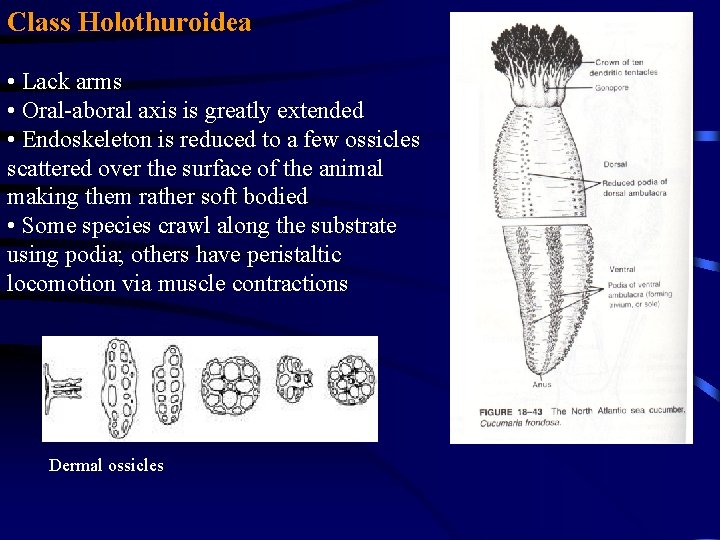Class Holothuroidea • Lack arms • Oral-aboral axis is greatly extended • Endoskeleton is Class Holothuroidea • Lack arms • Oral-aboral axis is greatly extended • Endoskeleton is