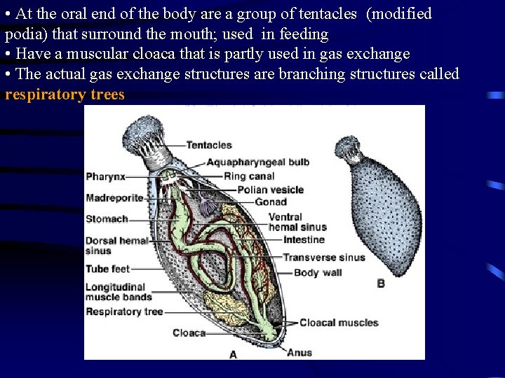 • At the oral end of the body are a group of tentacles • At the oral end of the body are a group of tentacles