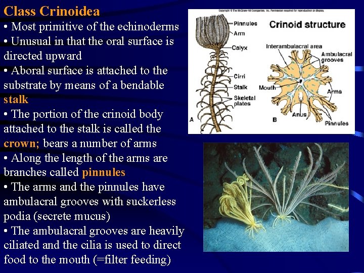 Class Crinoidea • Most primitive of the echinoderms • Unusual in that the oral Class Crinoidea • Most primitive of the echinoderms • Unusual in that the oral