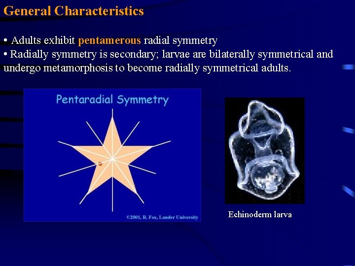 General Characteristics • Adults exhibit pentamerous radial symmetry • Radially symmetry is secondary; larvae General Characteristics • Adults exhibit pentamerous radial symmetry • Radially symmetry is secondary; larvae