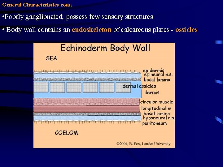 General Characteristics cont. • Poorly ganglionated; possess few sensory structures • Body wall contains General Characteristics cont. • Poorly ganglionated; possess few sensory structures • Body wall contains