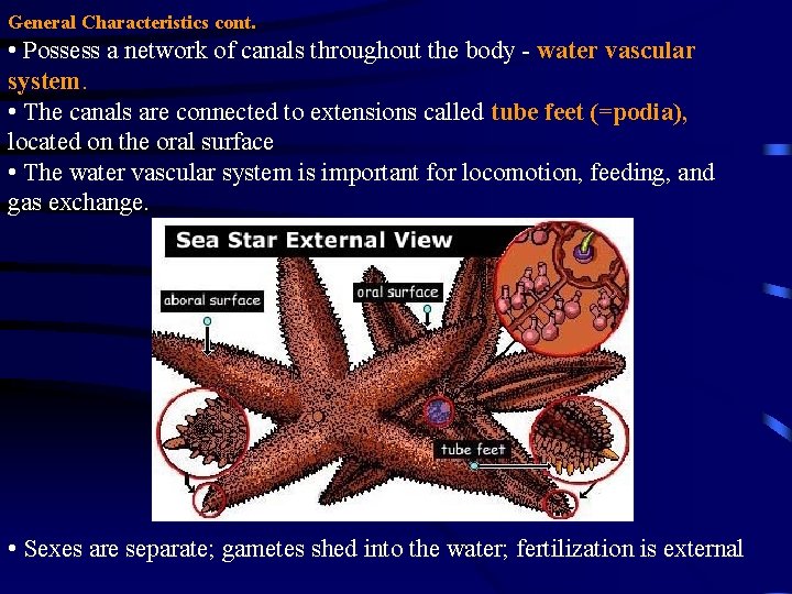 General Characteristics cont. • Possess a network of canals throughout the body - water General Characteristics cont. • Possess a network of canals throughout the body - water