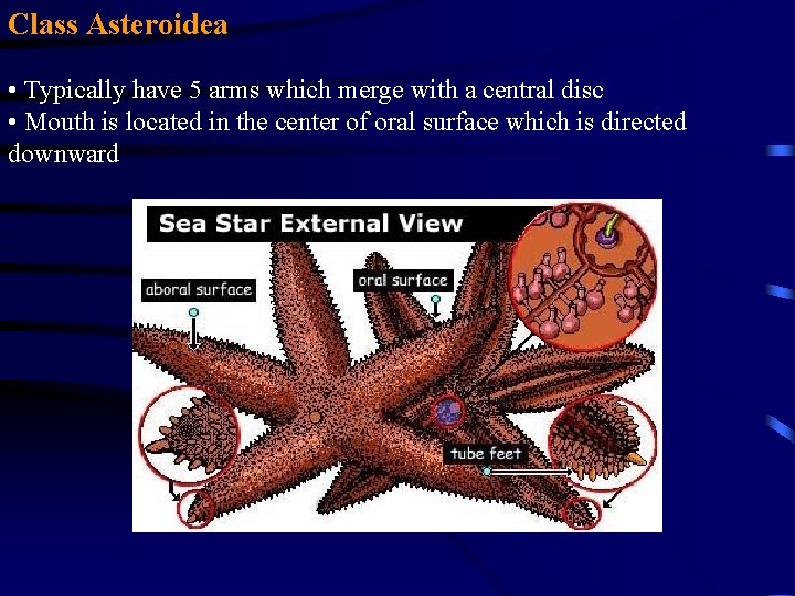 Class Asteroidea • Typically have 5 arms which merge with a central disc • Class Asteroidea • Typically have 5 arms which merge with a central disc •