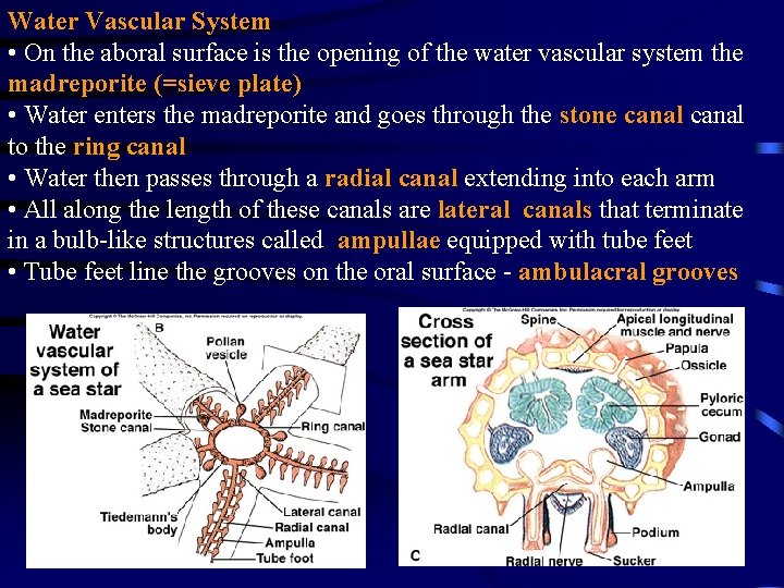 Water Vascular System • On the aboral surface is the opening of the water Water Vascular System • On the aboral surface is the opening of the water
