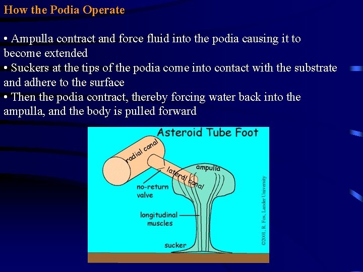 How the Podia Operate • Ampulla contract and force fluid into the podia causing How the Podia Operate • Ampulla contract and force fluid into the podia causing