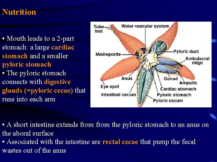 Nutrition • Mouth leads to a 2 -part stomach: a large cardiac stomach and Nutrition • Mouth leads to a 2 -part stomach: a large cardiac stomach and