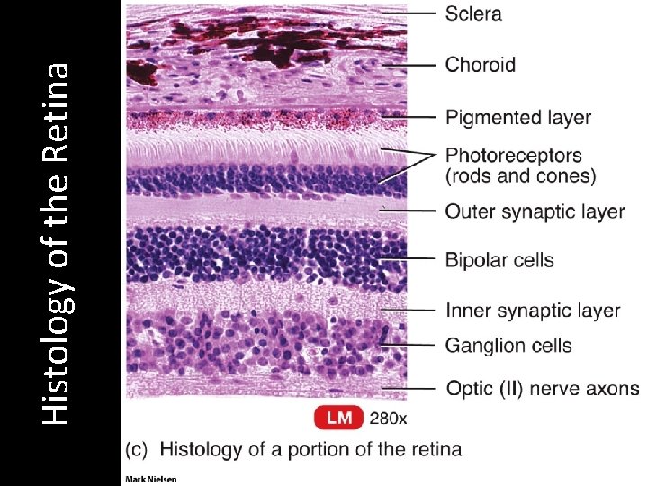 Histology of the Retina 