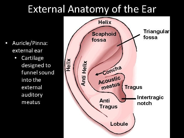 External Anatomy of the Ear • Auricle/Pinna: external ear • Cartilage designed to funnel