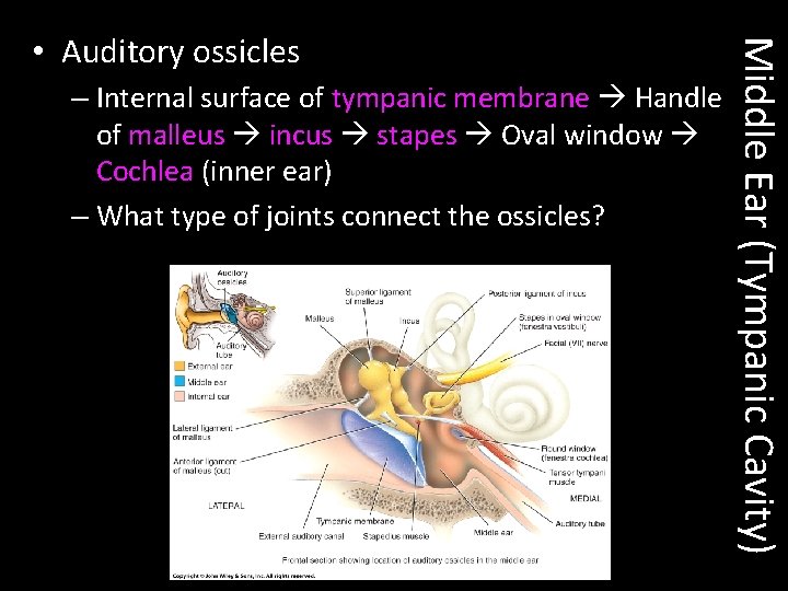 – Internal surface of tympanic membrane Handle of malleus incus stapes Oval window Cochlea