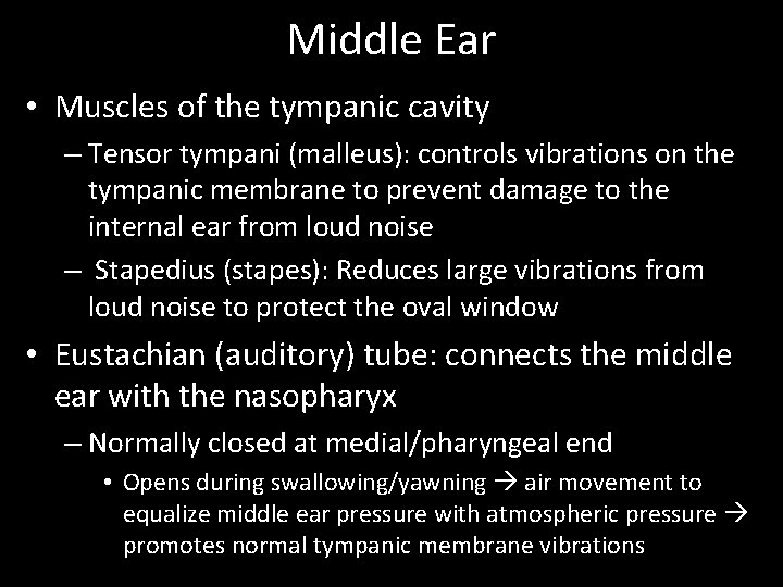 Middle Ear • Muscles of the tympanic cavity – Tensor tympani (malleus): controls vibrations