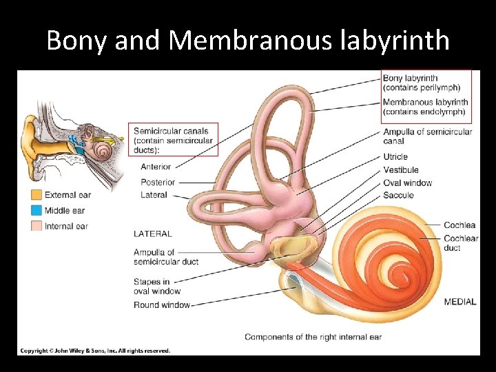 Bony and Membranous labyrinth 