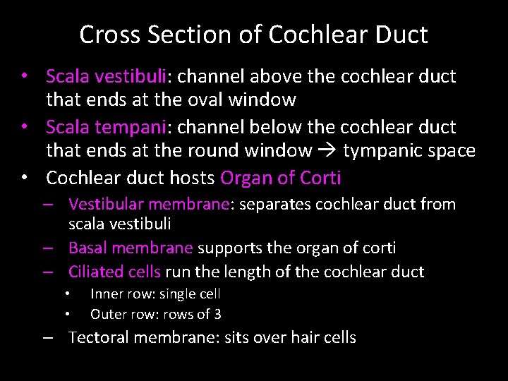 Cross Section of Cochlear Duct • Scala vestibuli: channel above the cochlear duct that