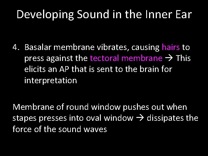 Developing Sound in the Inner Ear 4. Basalar membrane vibrates, causing hairs to press