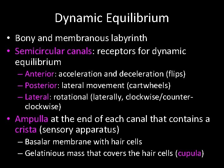 Dynamic Equilibrium • Bony and membranous labyrinth • Semicircular canals: receptors for dynamic equilibrium
