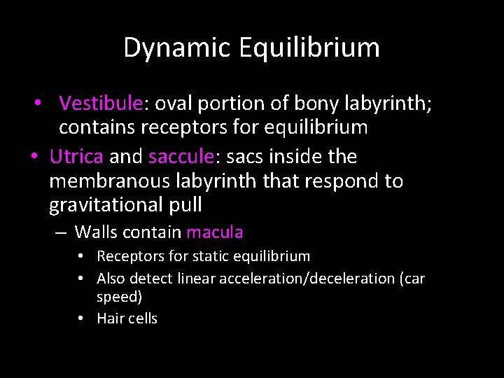 Dynamic Equilibrium • Vestibule: oval portion of bony labyrinth; contains receptors for equilibrium •