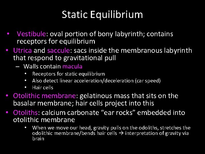 Static Equilibrium • Vestibule: oval portion of bony labyrinth; contains receptors for equilibrium •