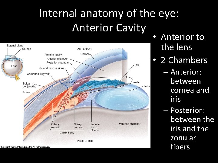 Internal anatomy of the eye: Anterior Cavity • Anterior to the lens • 2