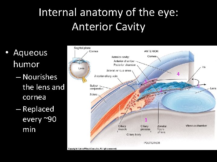 Internal anatomy of the eye: Anterior Cavity • Aqueous humor – Nourishes the lens