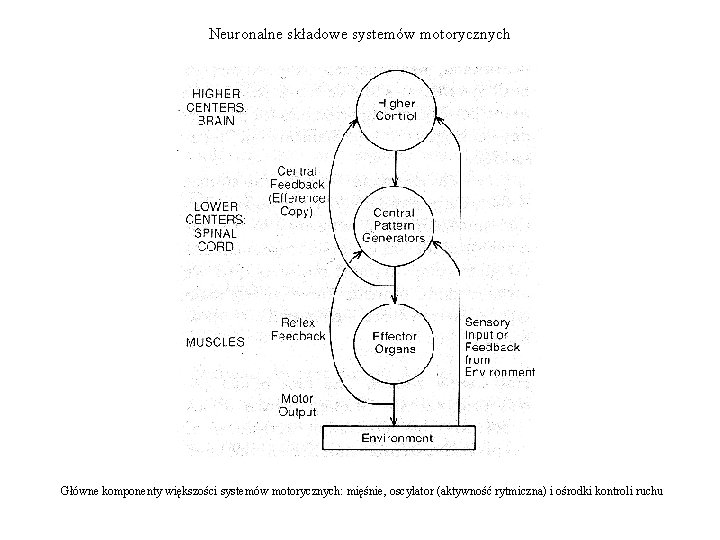 Neuronalne składowe systemów motorycznych Główne komponenty większości systemów motorycznych: mięśnie, oscylator (aktywność rytmiczna) i