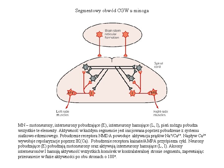 Segmentowy obwód CGW u minoga MN – motoneurony, interneurony pobudzające (E), interneurony hamujące (L,