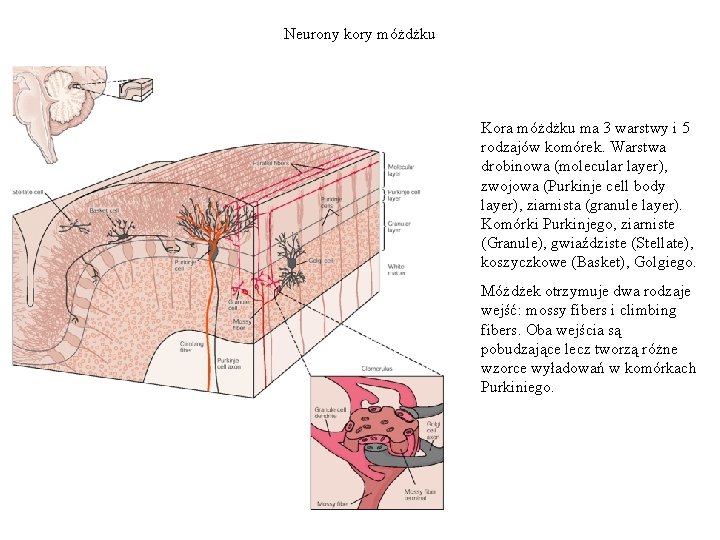 Neurony kory móżdżku Kora móżdżku ma 3 warstwy i 5 rodzajów komórek. Warstwa drobinowa