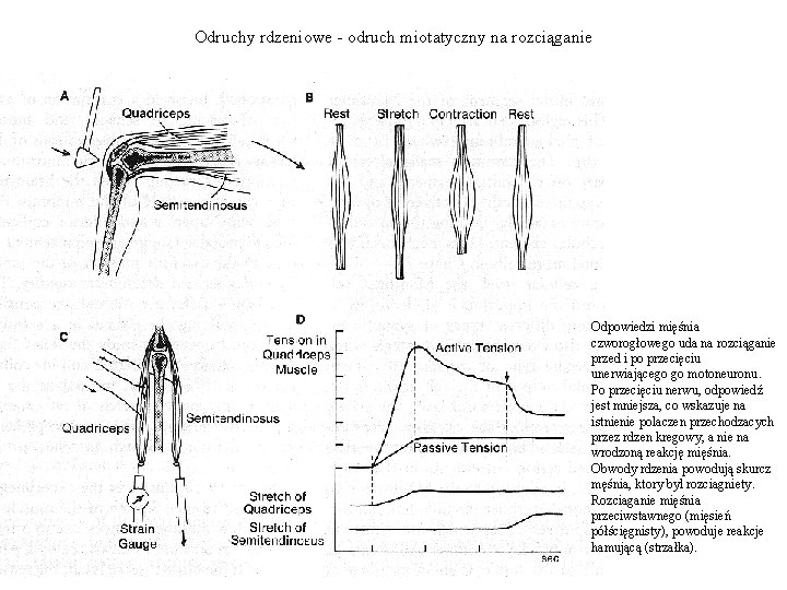 Odruchy rdzeniowe - odruch miotatyczny na rozciąganie Odpowiedzi mięśnia czworogłowego uda na rozciąganie przed