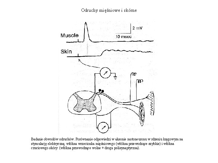 Odruchy mięśniowe i skórne Badanie obwodów odruchów. Porównanie odpowiedzi w aksonie motoneuronu w rdzeniu