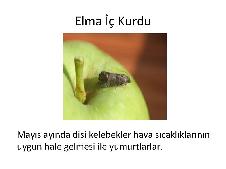 Elma İç Kurdu Mayıs ayında disi kelebekler hava sıcaklıklarının uygun hale gelmesi ile yumurtlarlar.