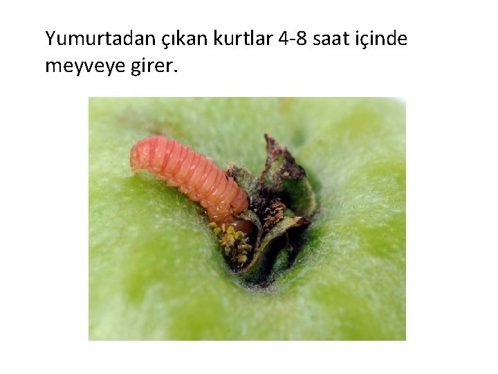 Yumurtadan çıkan kurtlar 4 -8 saat içinde meyveye girer. 