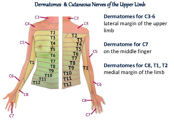 Dermatomes & Cutaneous Nerves of the Upper Limb Dermatomes for C 3 -6 lateral