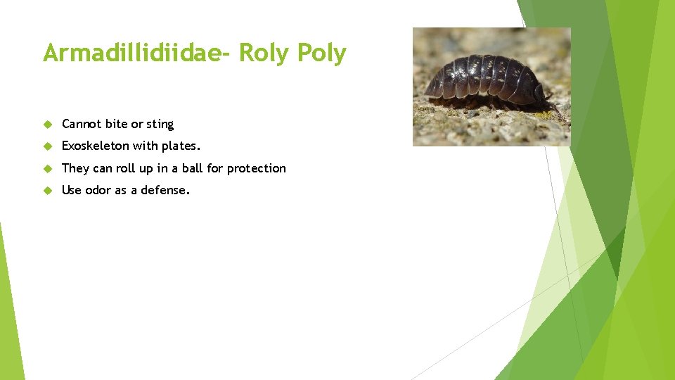 Armadillidiidae- Roly Poly Cannot bite or sting Exoskeleton with plates. They can roll up