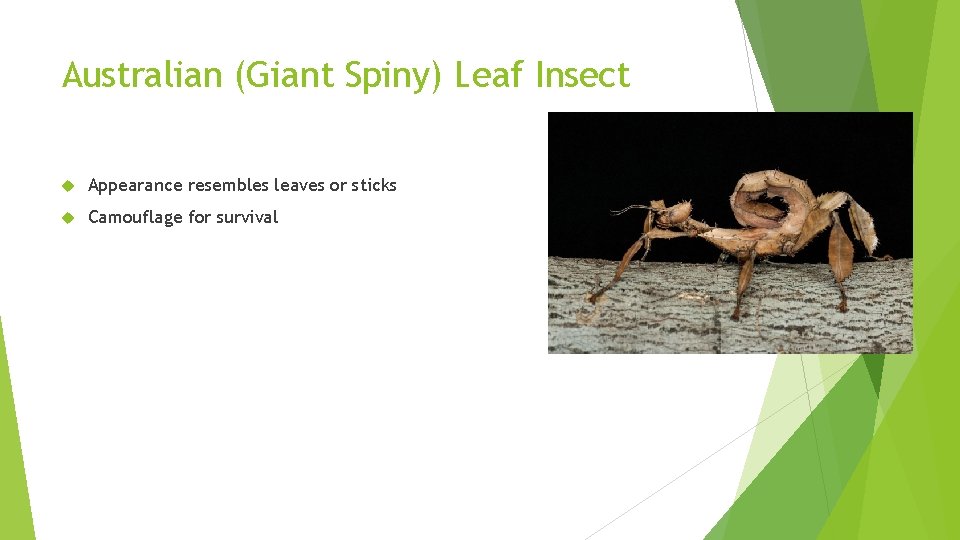 Australian (Giant Spiny) Leaf Insect Appearance resembles leaves or sticks Camouflage for survival 