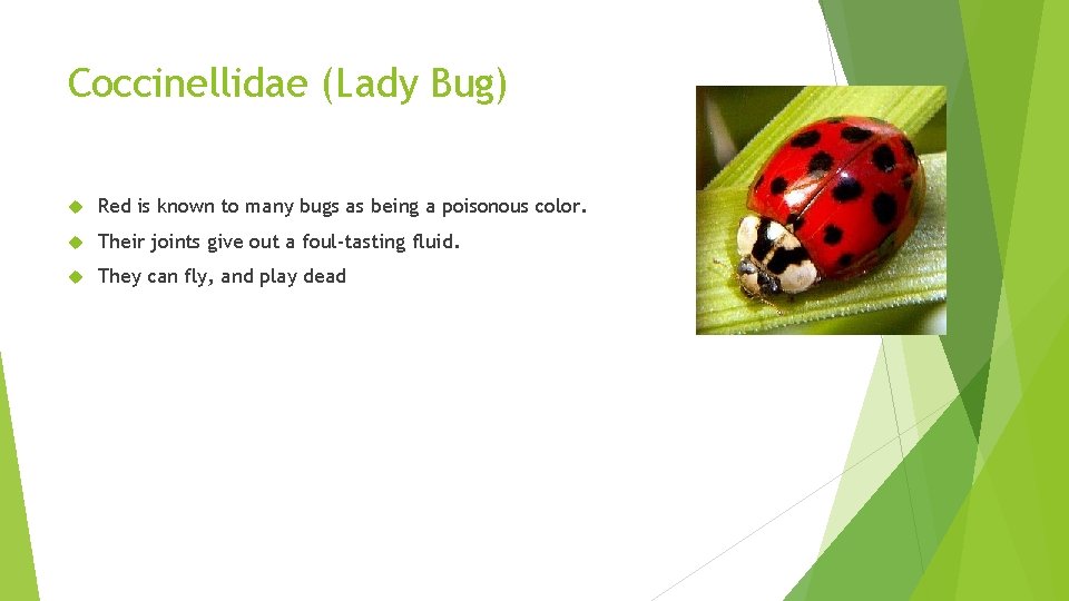 Coccinellidae (Lady Bug) Red is known to many bugs as being a poisonous color.