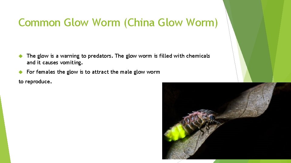Common Glow Worm (China Glow Worm) The glow is a warning to predators. The