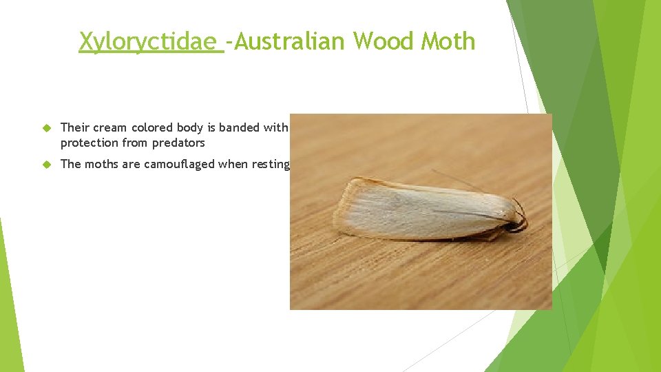 Xyloryctidae -Australian Wood Moth Their cream colored body is banded with purple as a